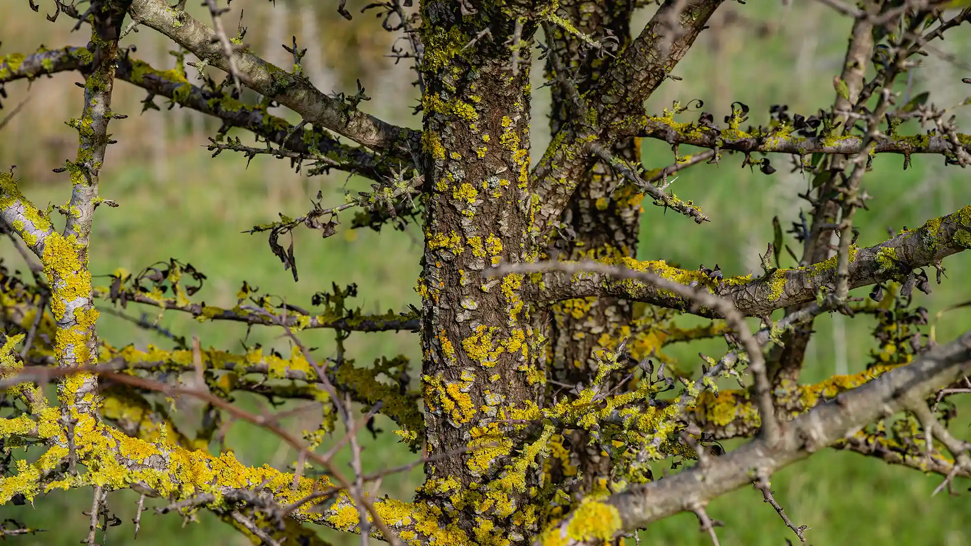CEAS Vallermosa